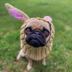 Dog wearing Jack Rabbit dog snood