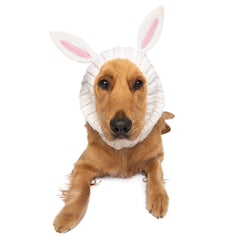 Bunny Rabbit dog snood, front view