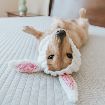 Dog wearing Bunny Rabbit dog snood