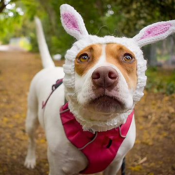 Dog wearing Bunny Rabbit dog snood