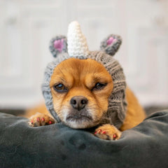 Dog wearing Rhino dog snood