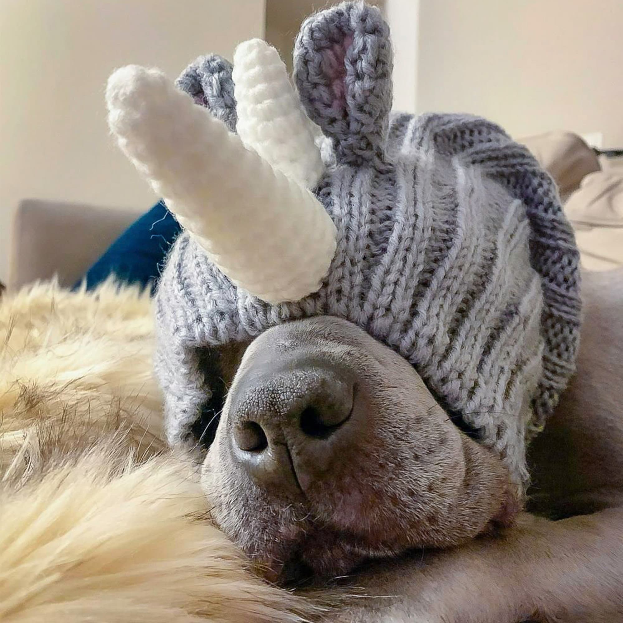 Dog wearing Rhino dog snood