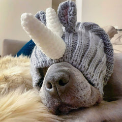 Dog wearing Rhino dog snood