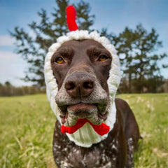 Dog wearing White Rooster dog snood