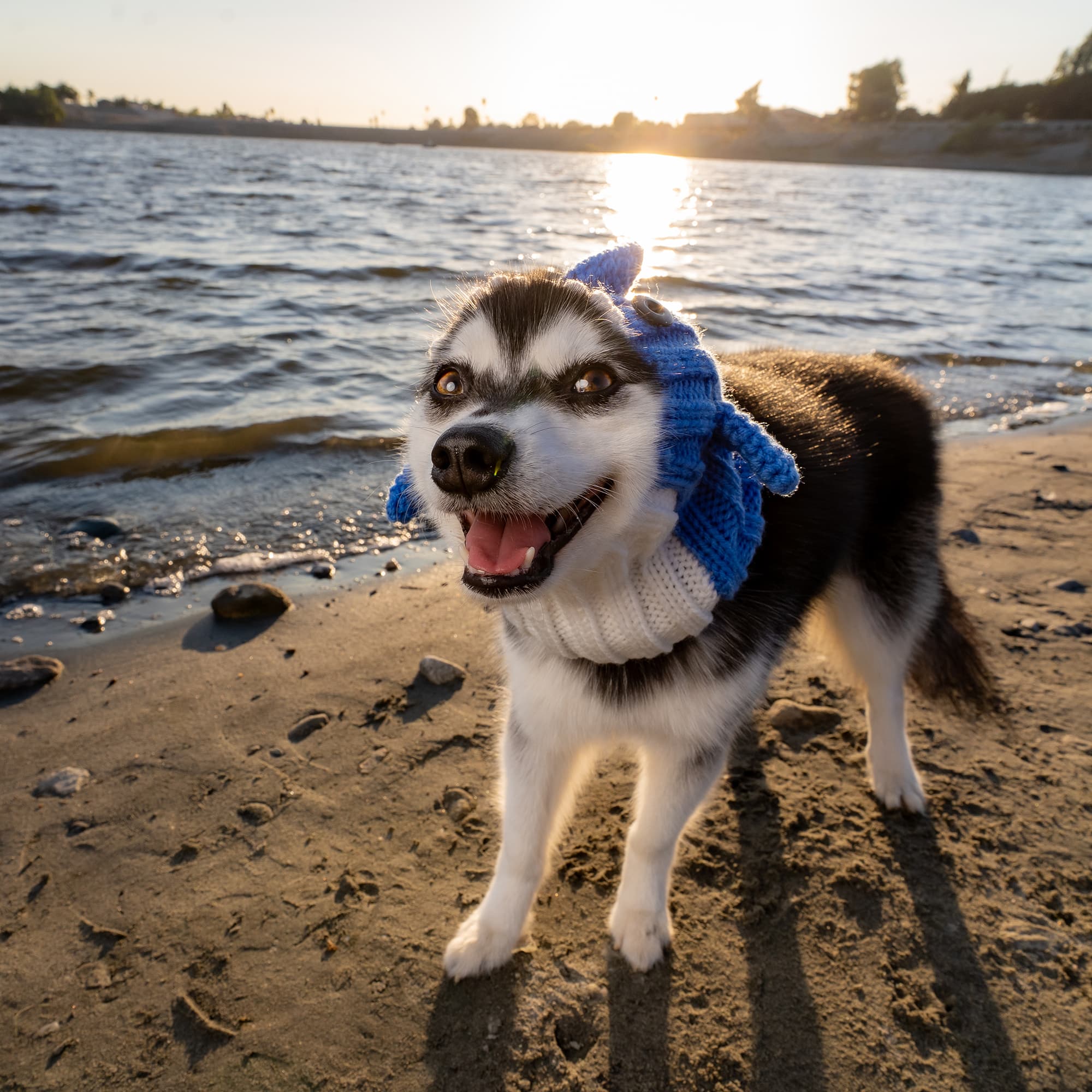 Dog wearing Baby Shark dog snood