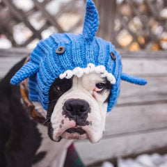 Dog wearing Baby Shark dog snood