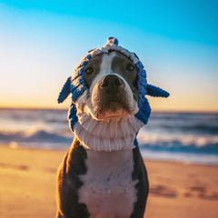 Dog wearing Baby Shark dog snood