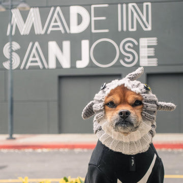 Dog wearing Great White Shark dog snood