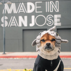 Dog wearing Great White Shark dog snood