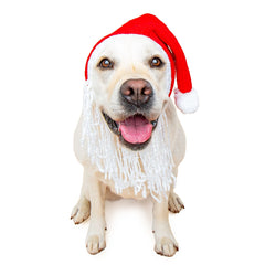 Santa dog snood with beard, front view