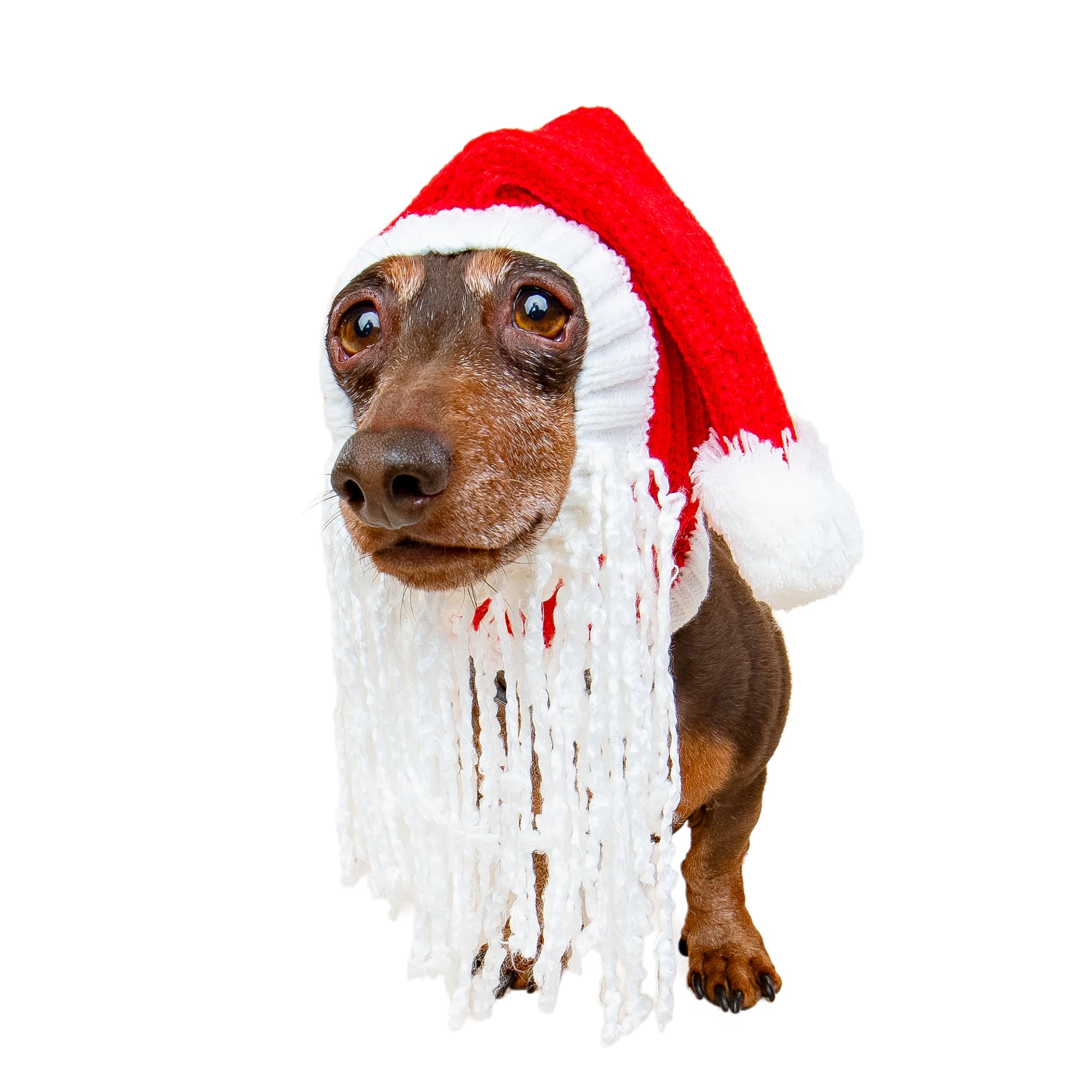 Santa dog snood with beard, front view