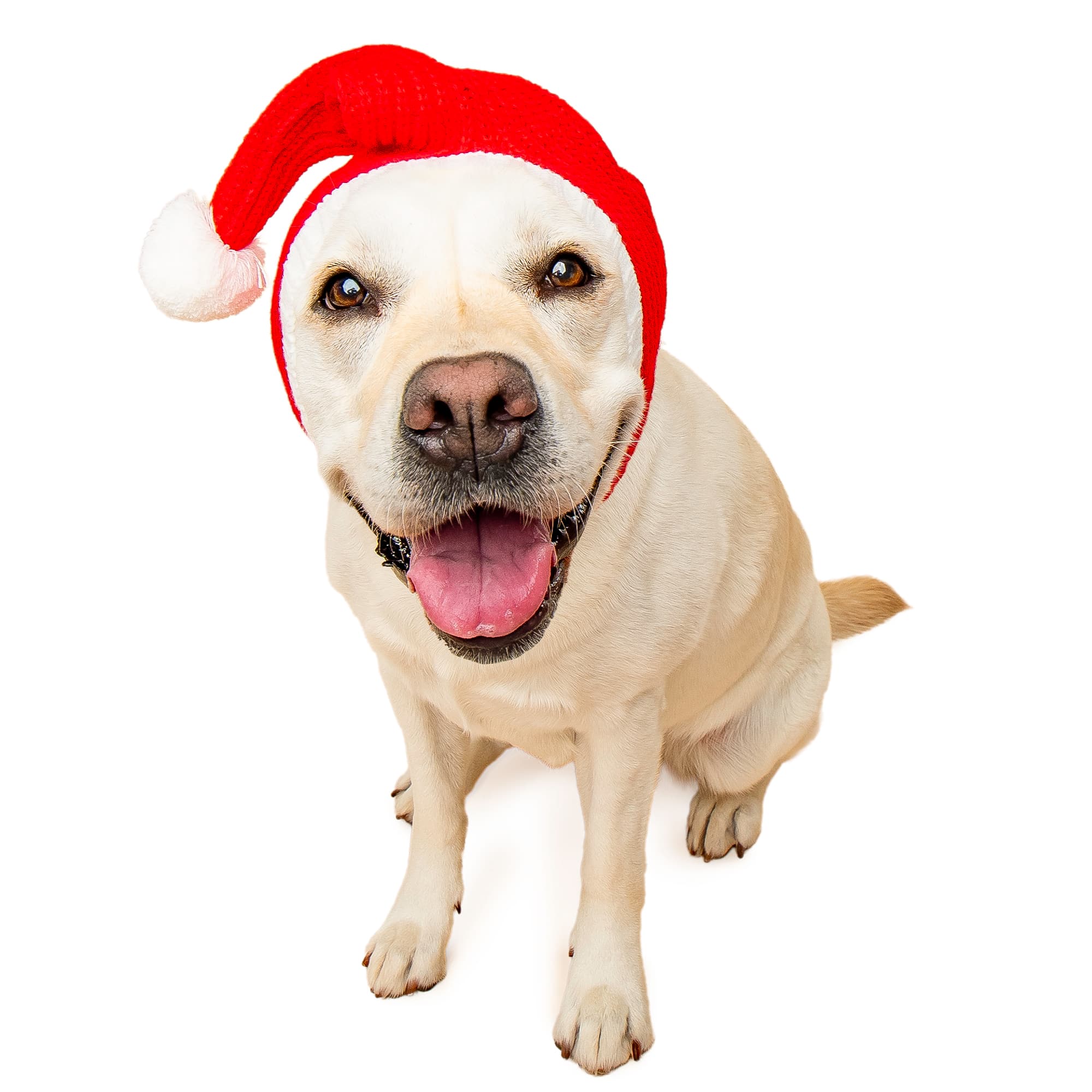 Santa dog snood, front view
