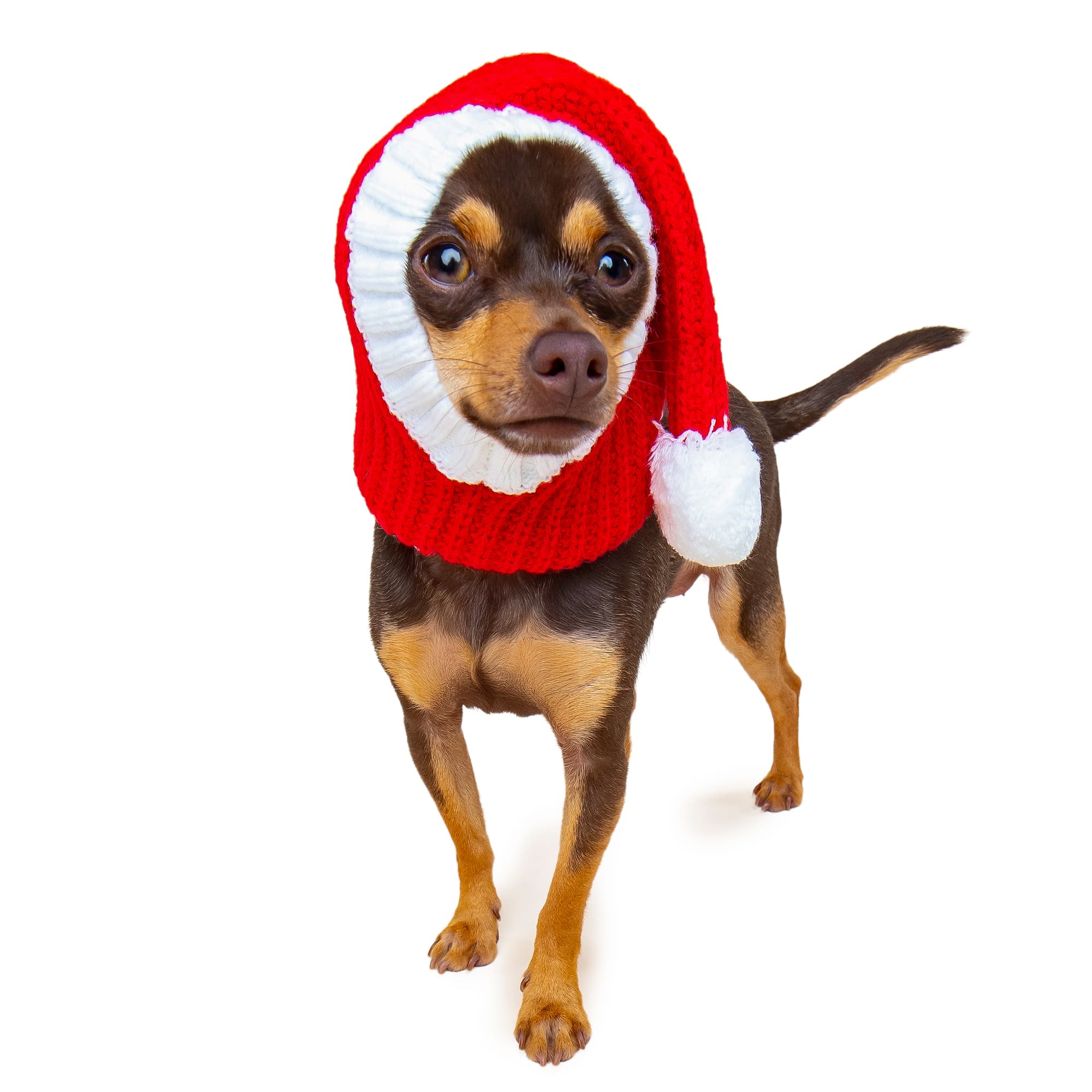 Santa dog snood, front view