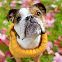 Yellow Zoo Sweater