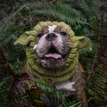 Dog wearing Baby Alien dog snood