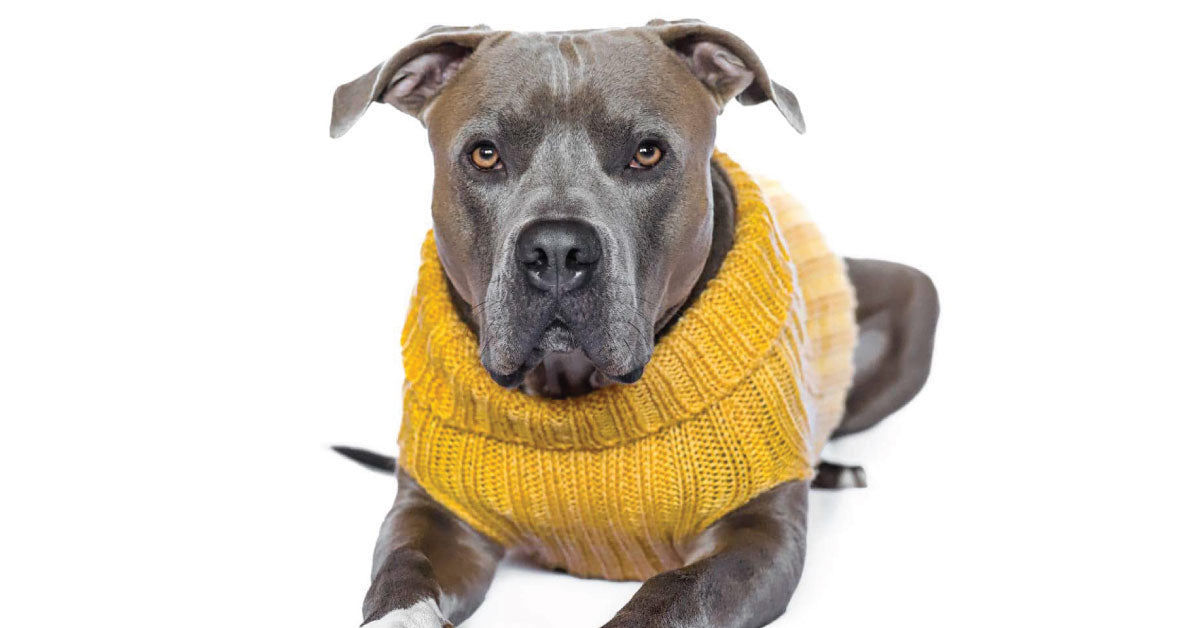 Yellow Sweater - The Perfect Knitted Dog Sweater to Match Your Zoo