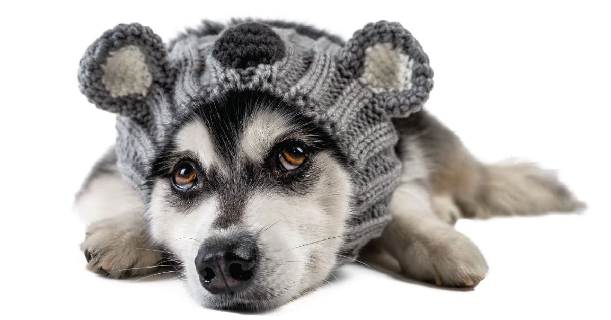 Koala Zoo Snood - The Viral Cute Crochet Dog Snood Costume to Keep
