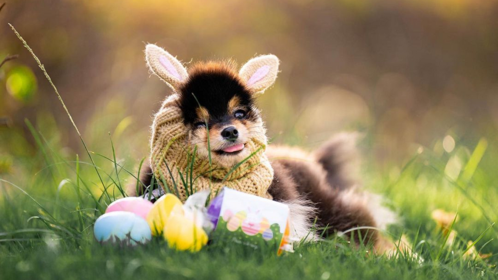 How To Celebrate Easter With Your Dog