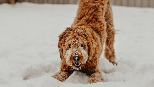Bundle Up! 4 Activities to Get Outdoors with Your Dog This Winter