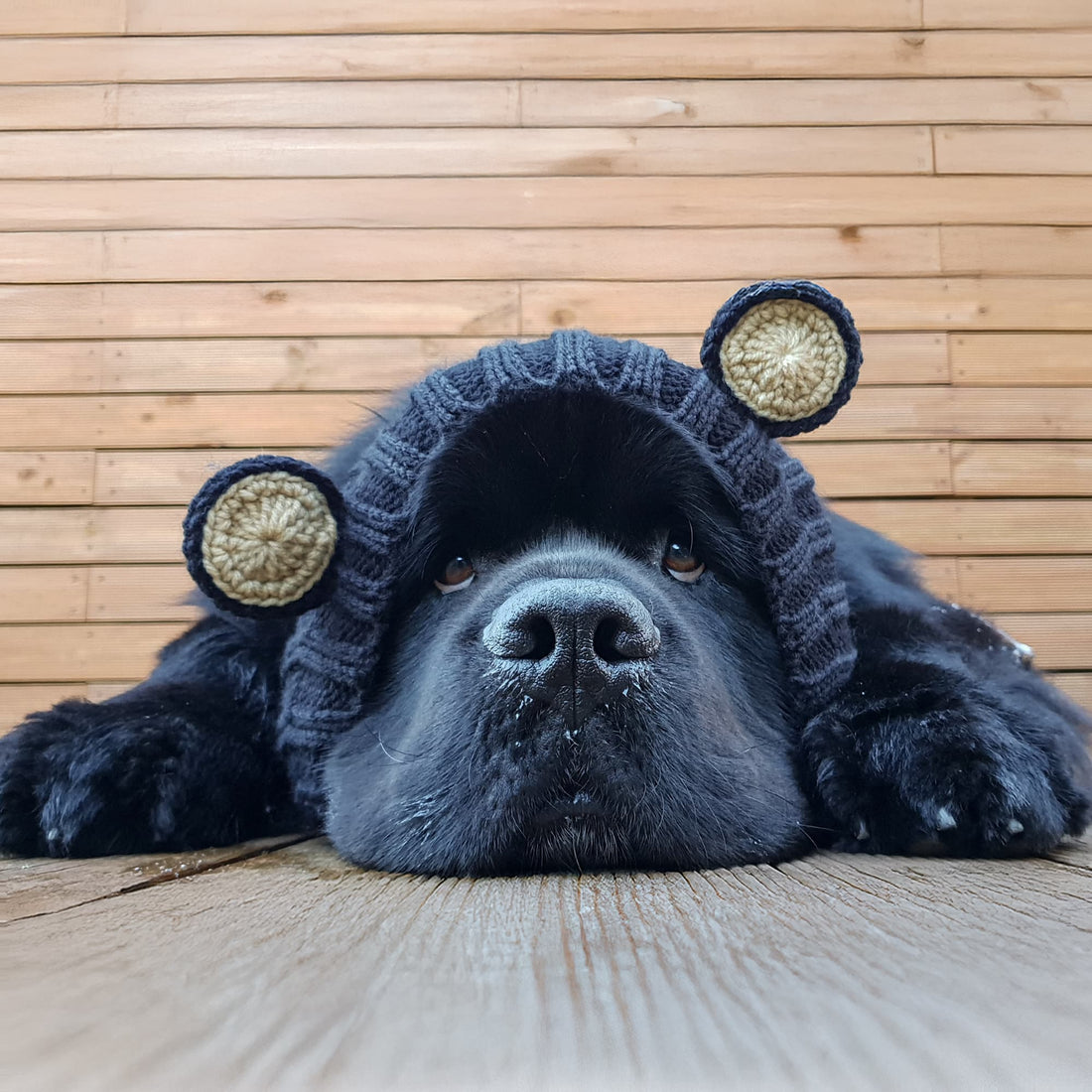 Dog wearing Black Bear dog snood