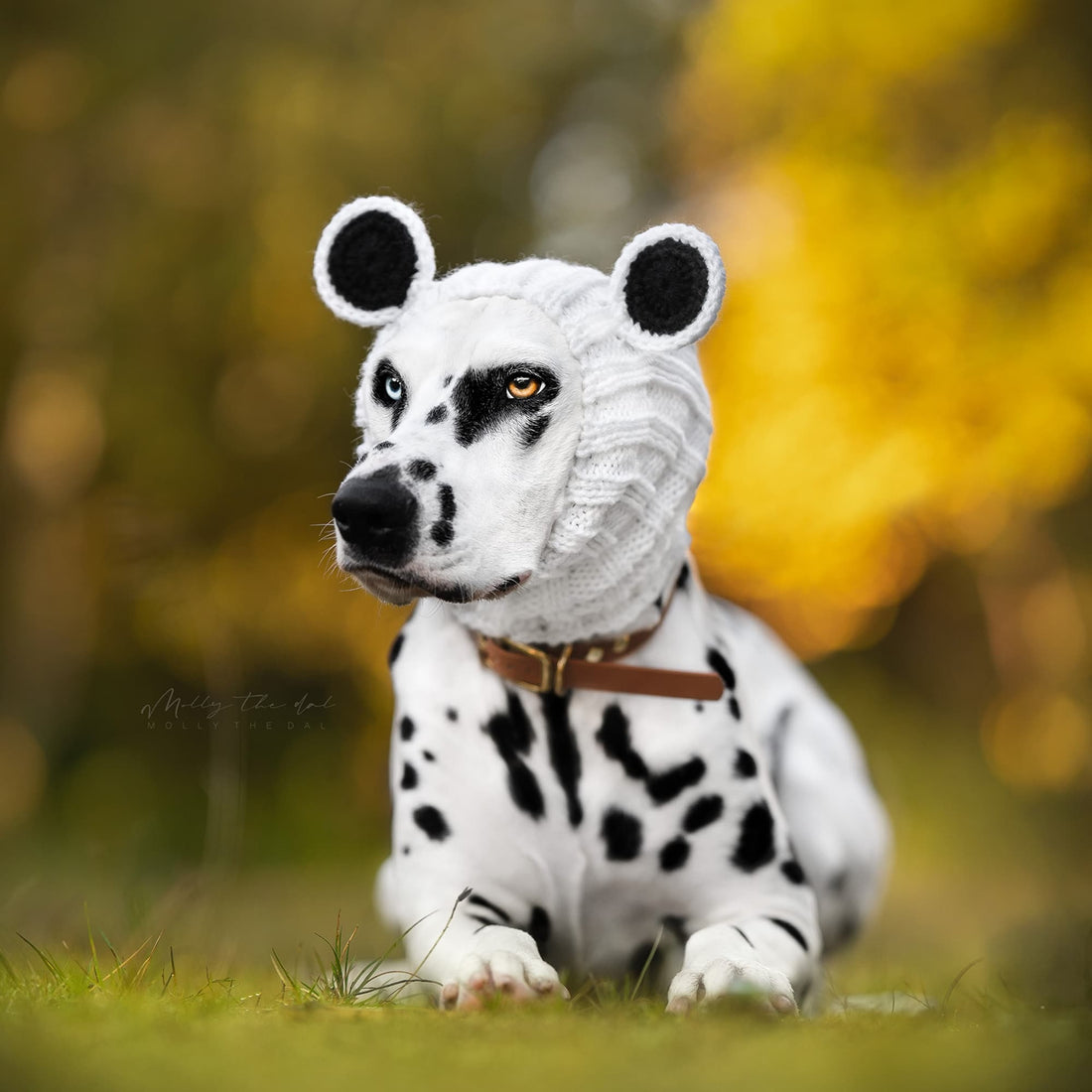 Dog wearing Panda Bear dog snood