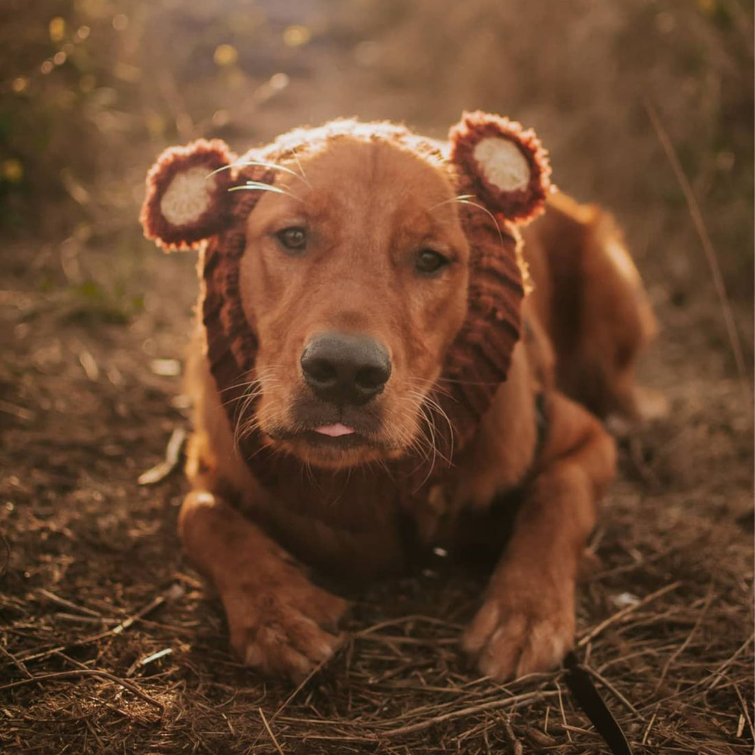 Dog wearing Fuzzy Bear dog snood