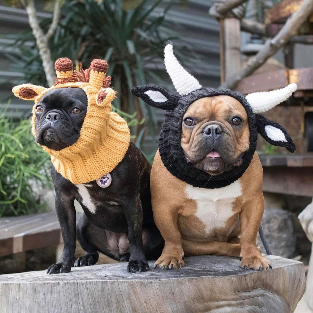 Dog wearing Bull dog snood