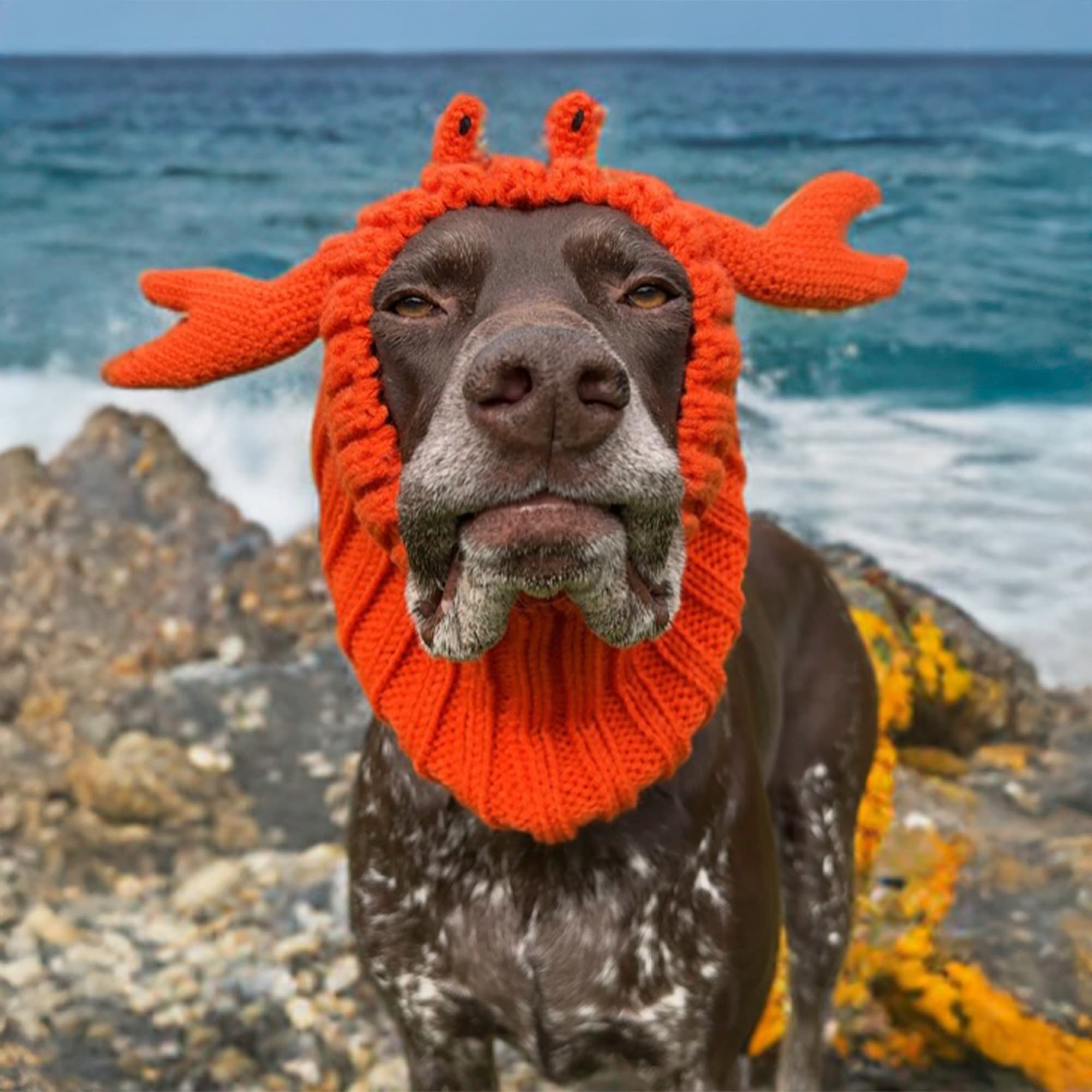Crab Zoo Snood - The Viral Cute Crochet Dog Snood Costume to Keep