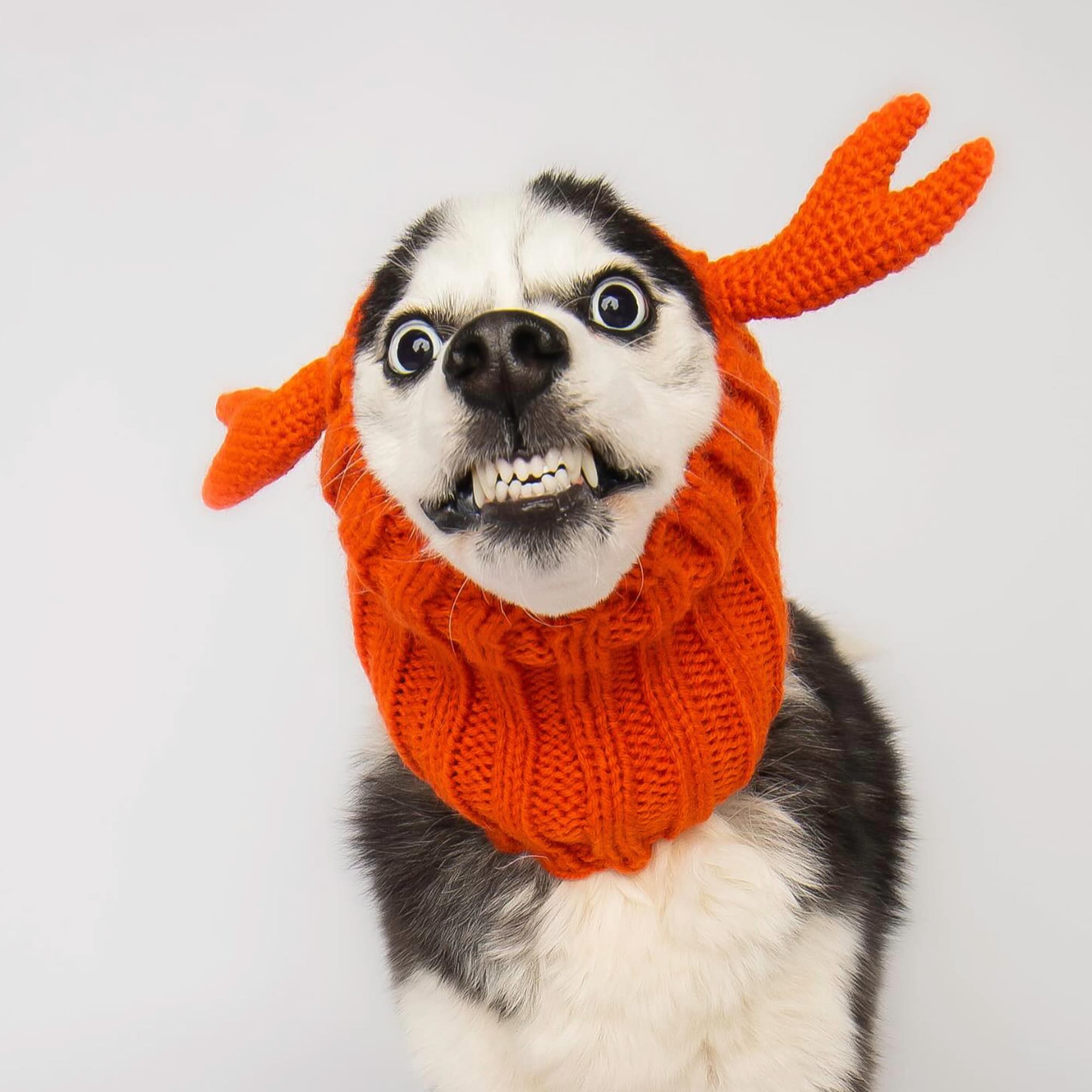 Crab Zoo Snood - The Viral Cute Crochet Dog Snood Costume to Keep