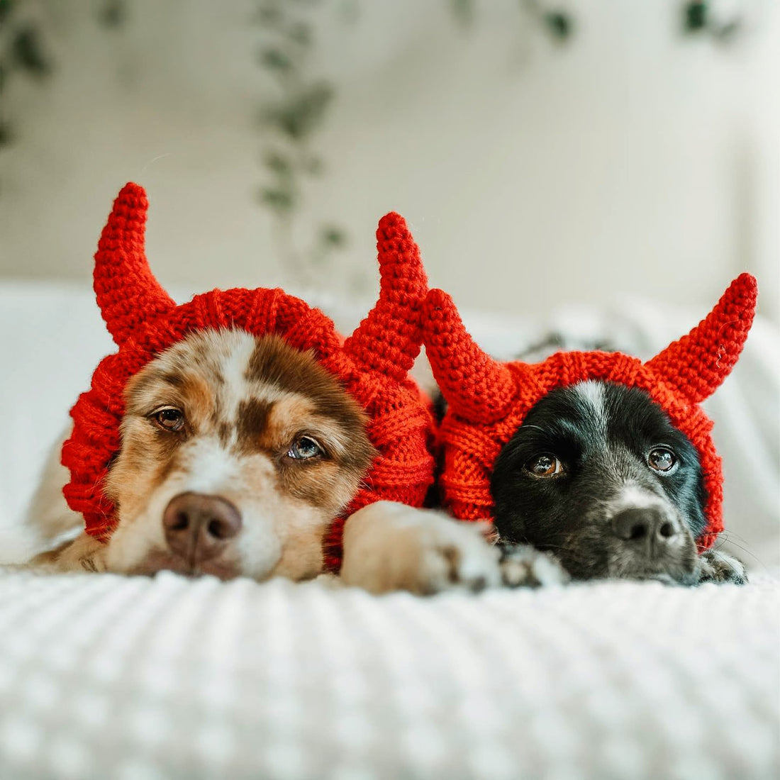 Dog wearing Devil dog snood