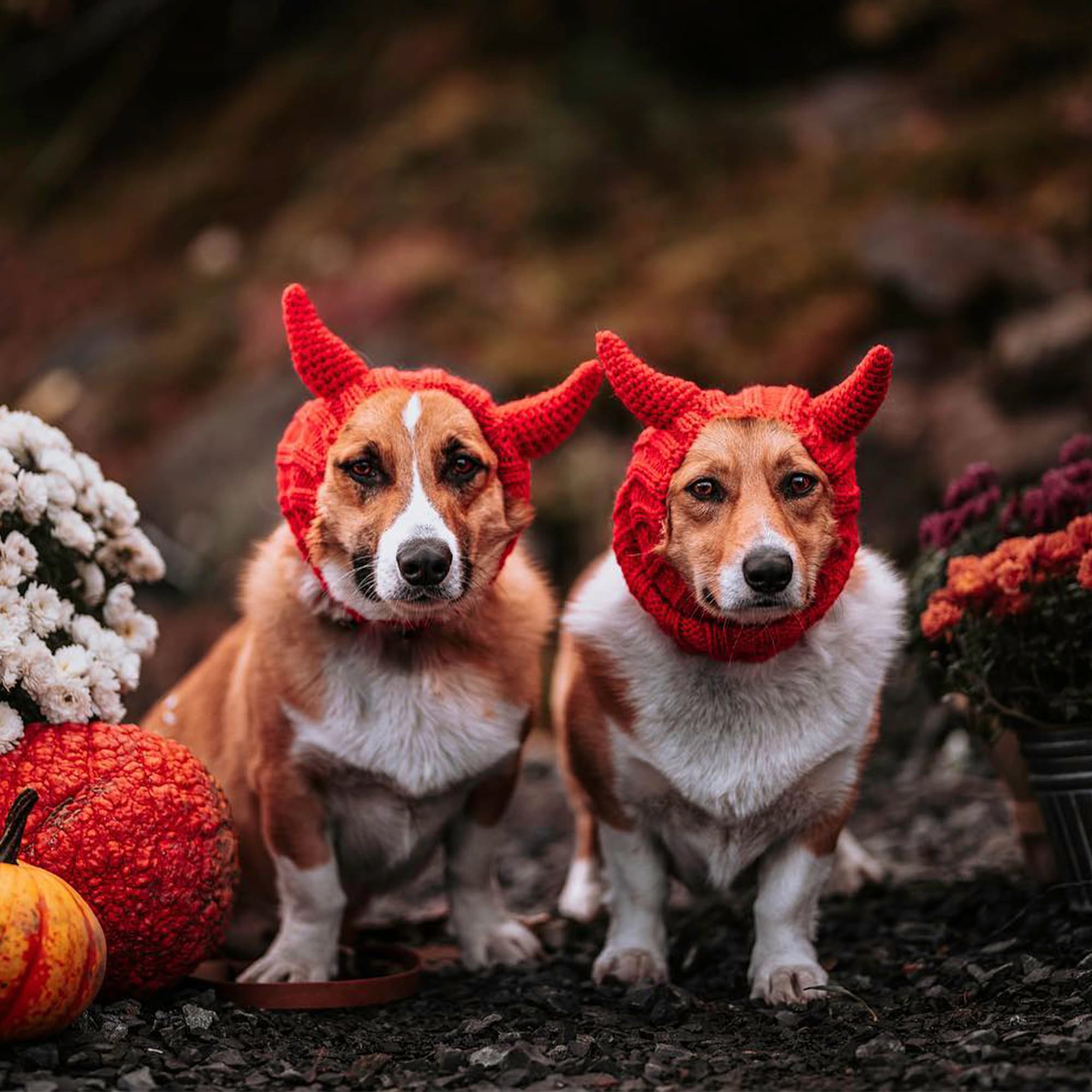 Devil Zoo Snood - The Viral Cute Crochet Dog Snood Costume to Keep