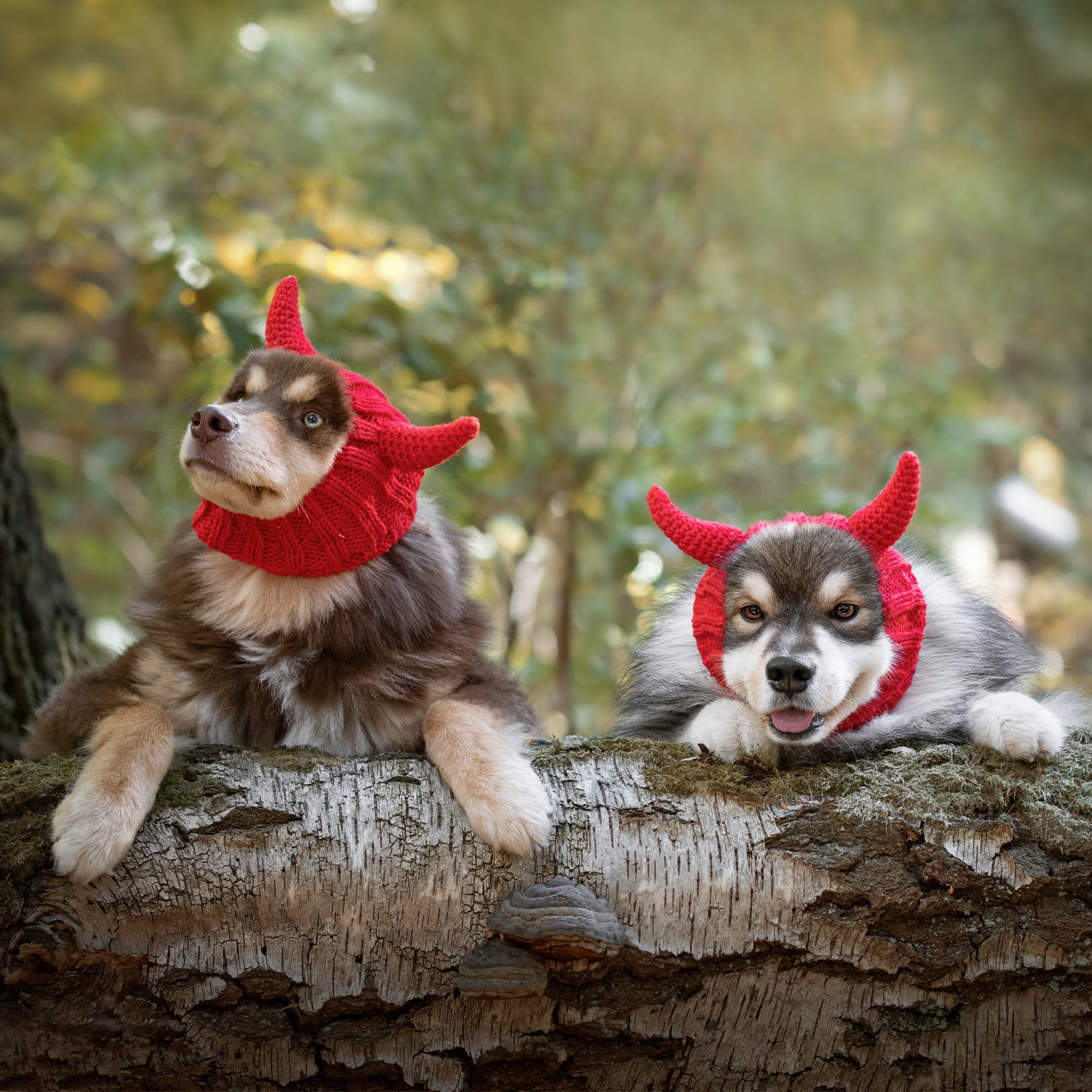 Devil Zoo Snood - The Viral Cute Crochet Dog Snood Costume to Keep