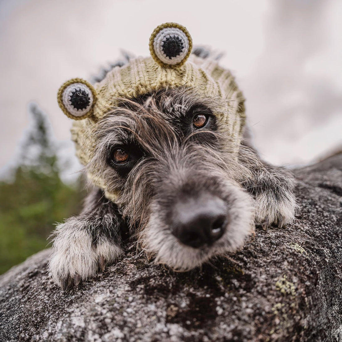 Dog wearing Frog dog snood