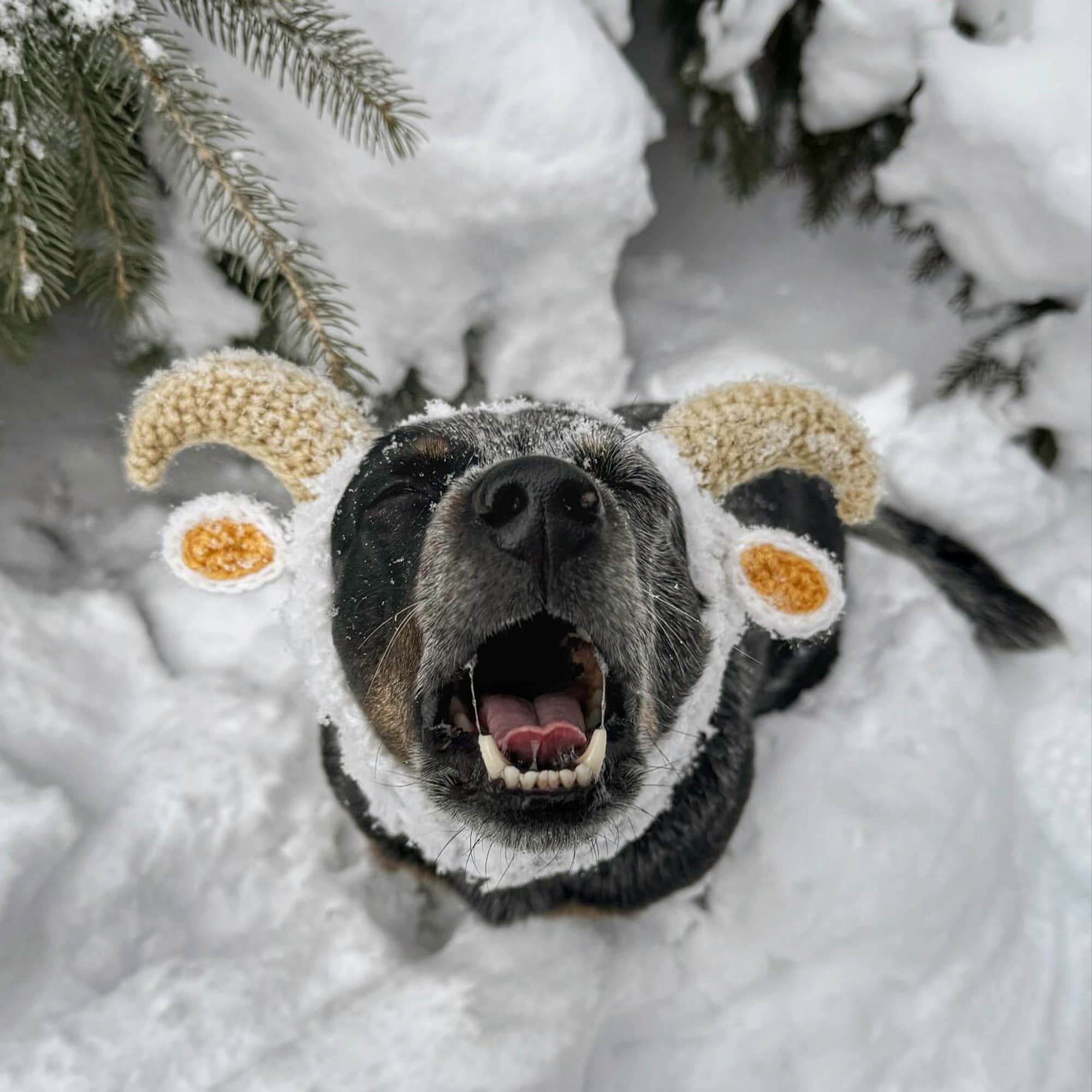 Goat Zoo Snood - The Viral Cute Crochet Dog Snood Costume to Keep