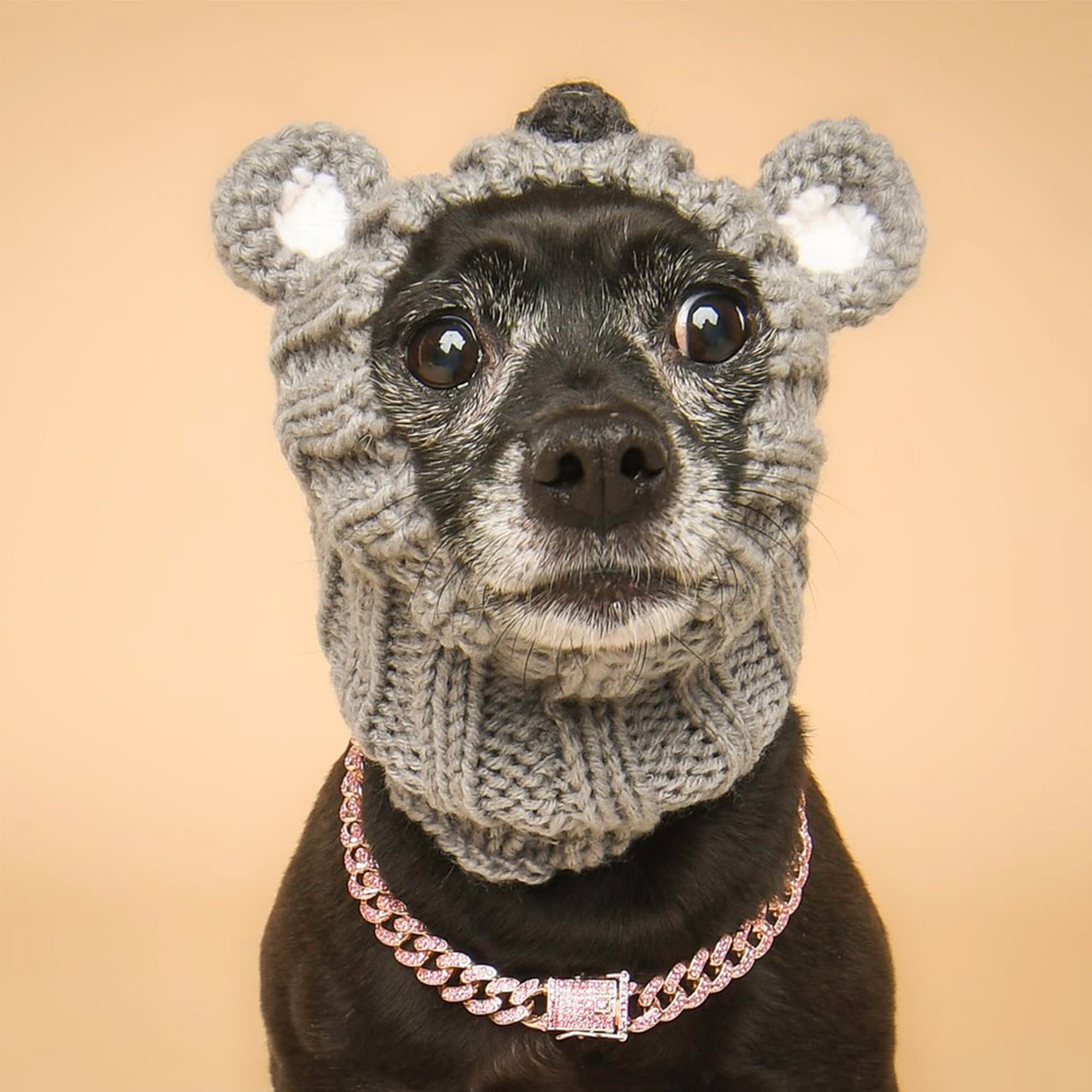 Koala Zoo Snood - The Viral Cute Crochet Dog Snood Costume to Keep
