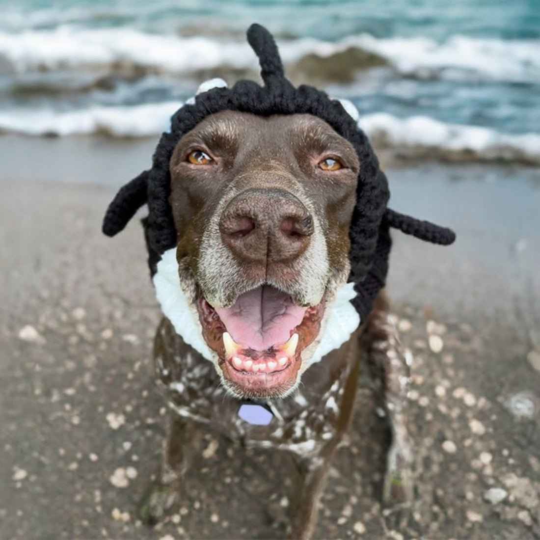 Dog wearing Orca dog snood
