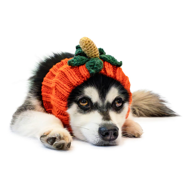 Pumpkin Dog Snood | Zoo Snoods
