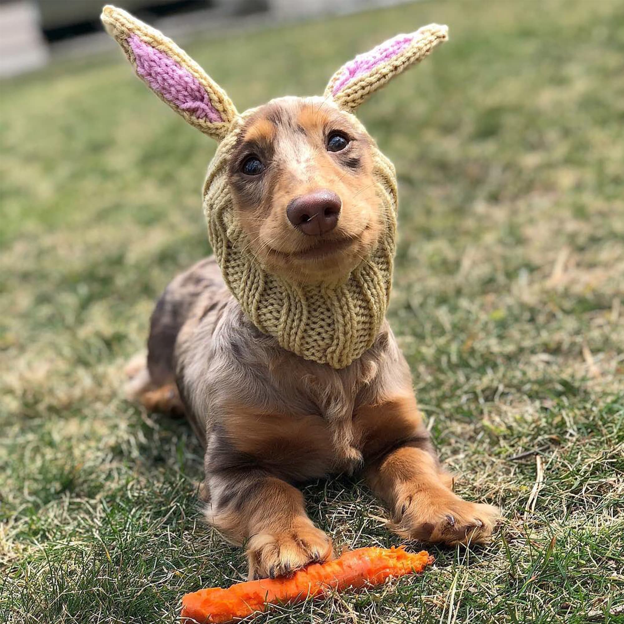 Jack Rabbit Dog Snood | Zoo Snoods