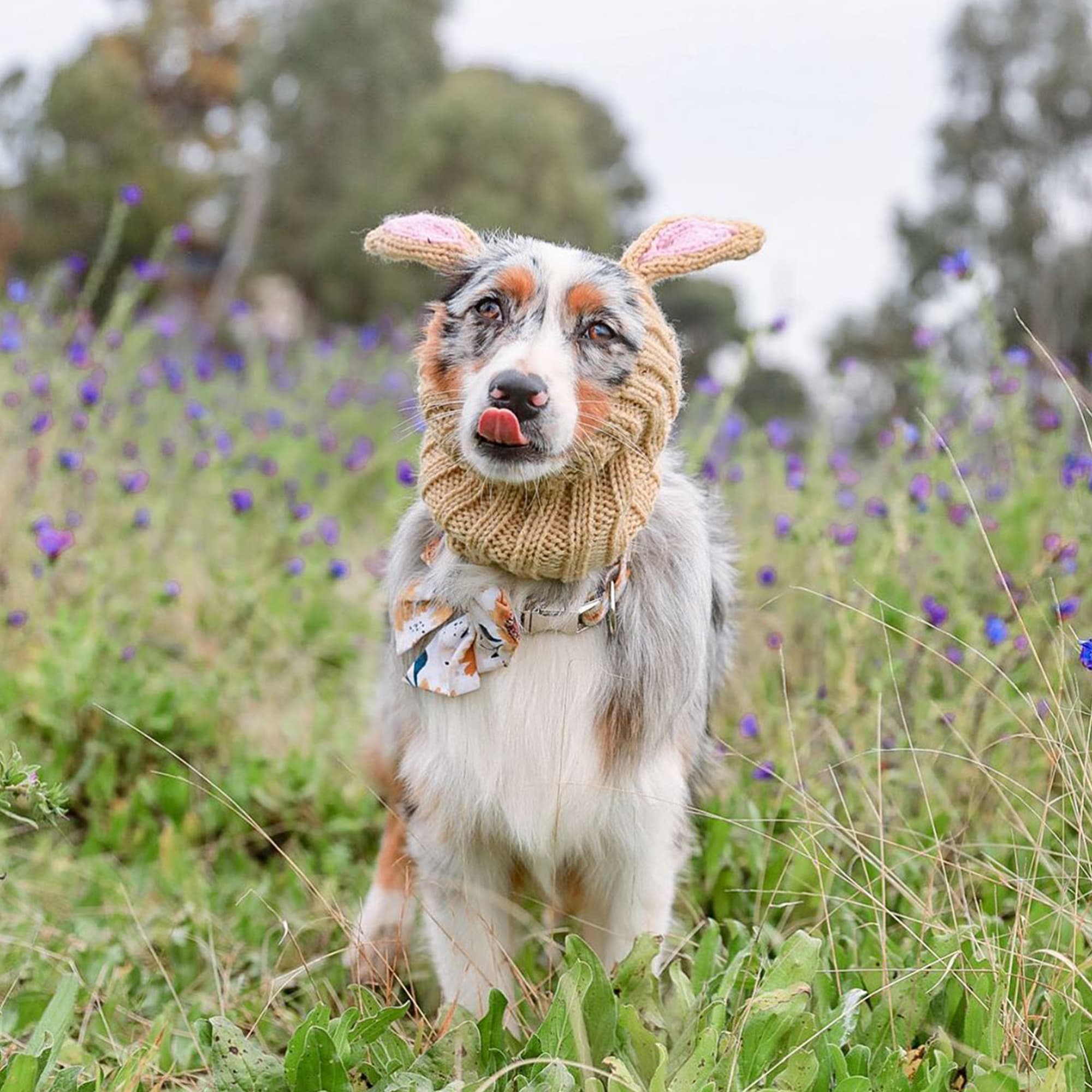 Jack Rabbit Zoo Snood - The Viral Cute Crochet Dog Snood Costume