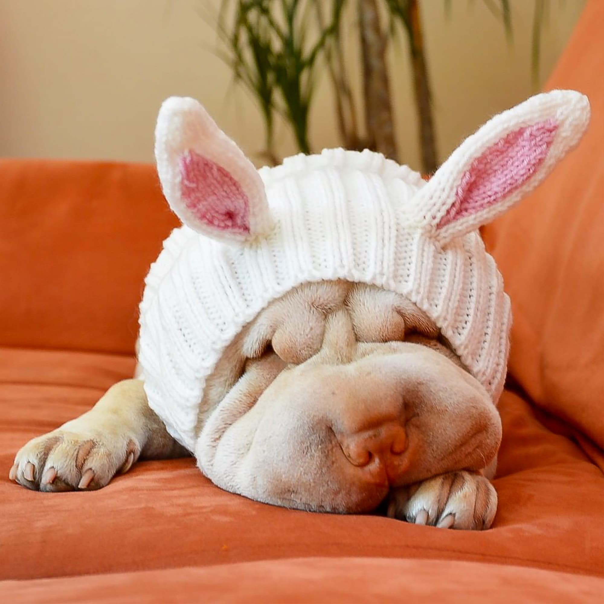 Bunny Rabbit Zoo Snood - The Viral Cute Crochet Dog Snood Costume