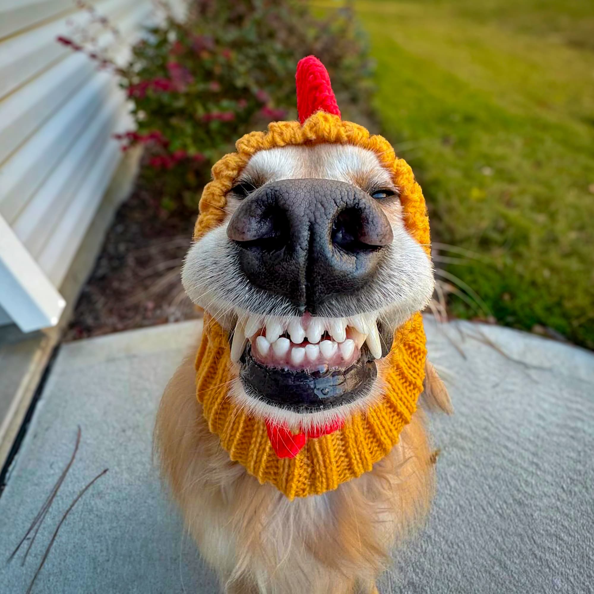 Rooster Zoo Snood - The Viral Cute Crochet Dog Snood Costume to