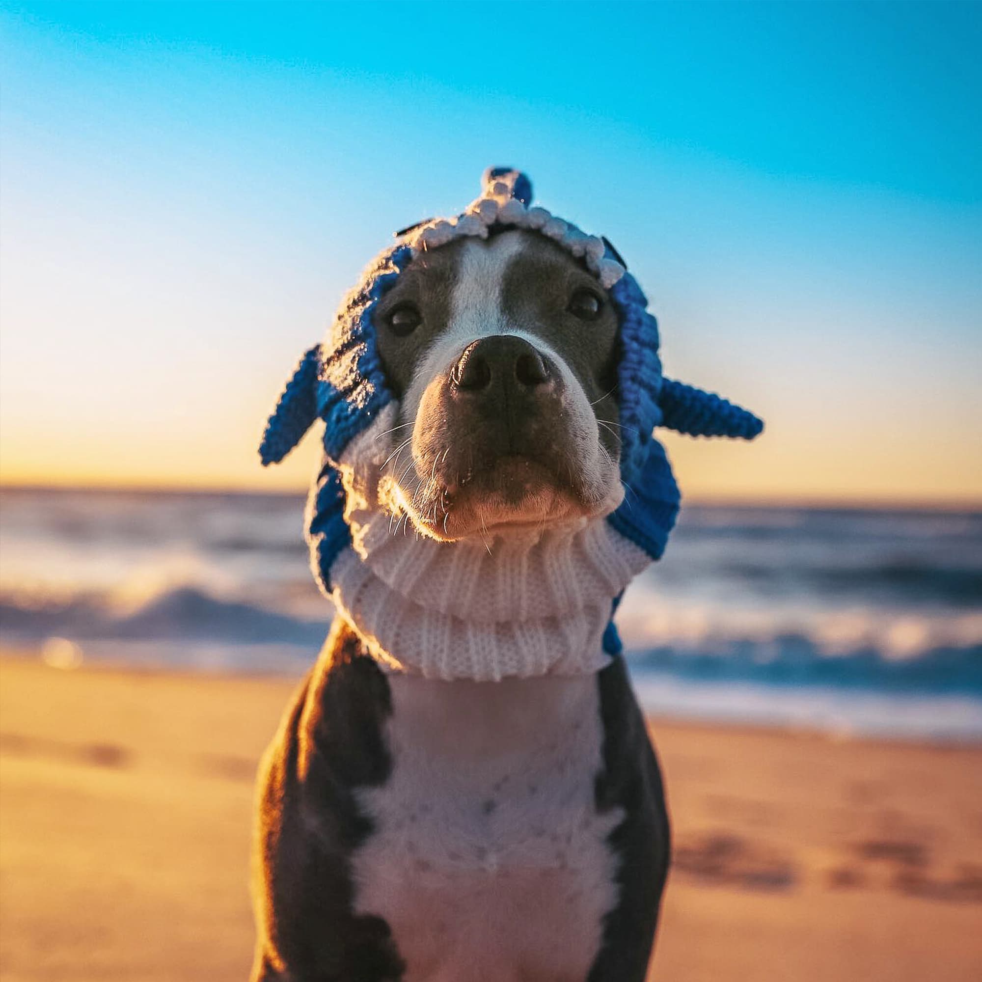 Dog Costumes For Large Dogs Baby Shark Costume Warm Knit Dog