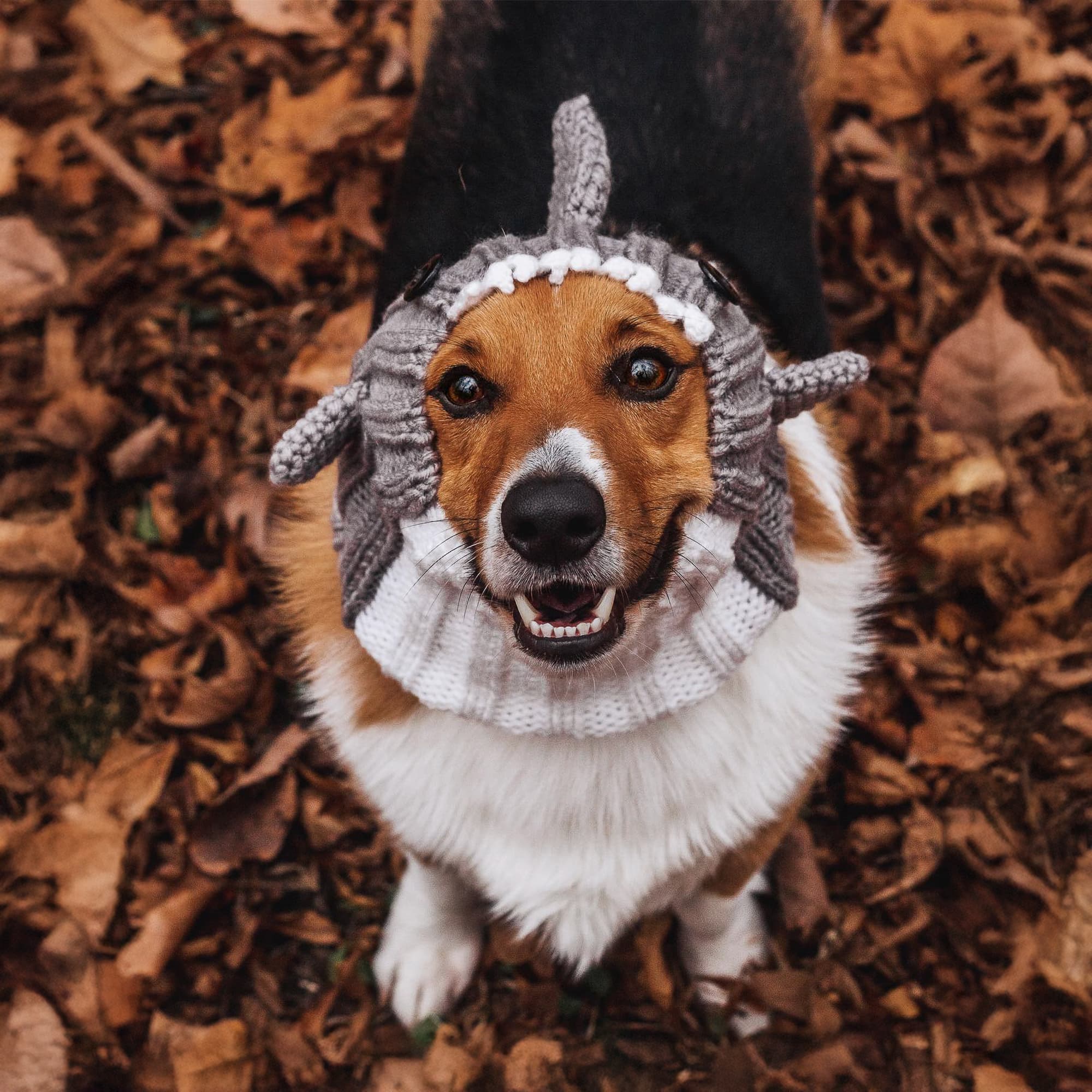 Great White Shark Zoo Snood - The Viral Cute Crochet Dog Snood