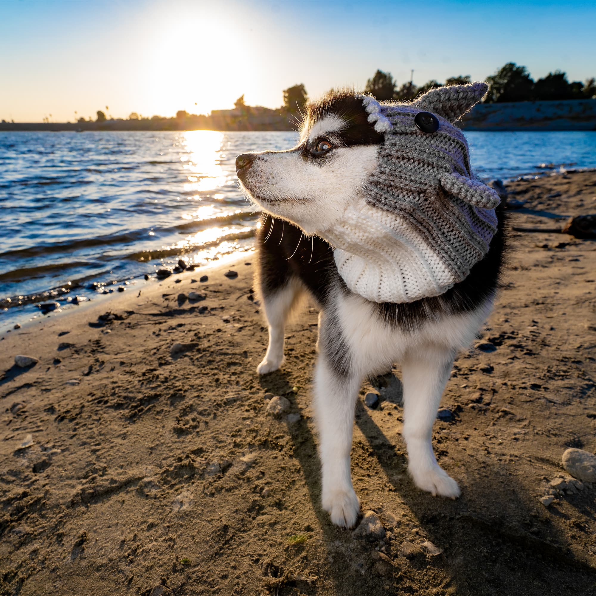 Great White Shark Zoo Snood - The Viral Cute Crochet Dog Snood