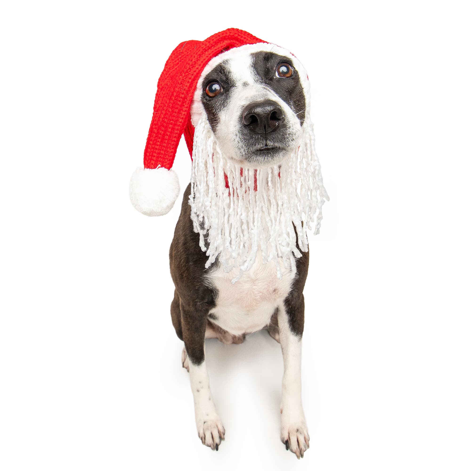 Santa Dog Snood with Beard | Zoo Snoods