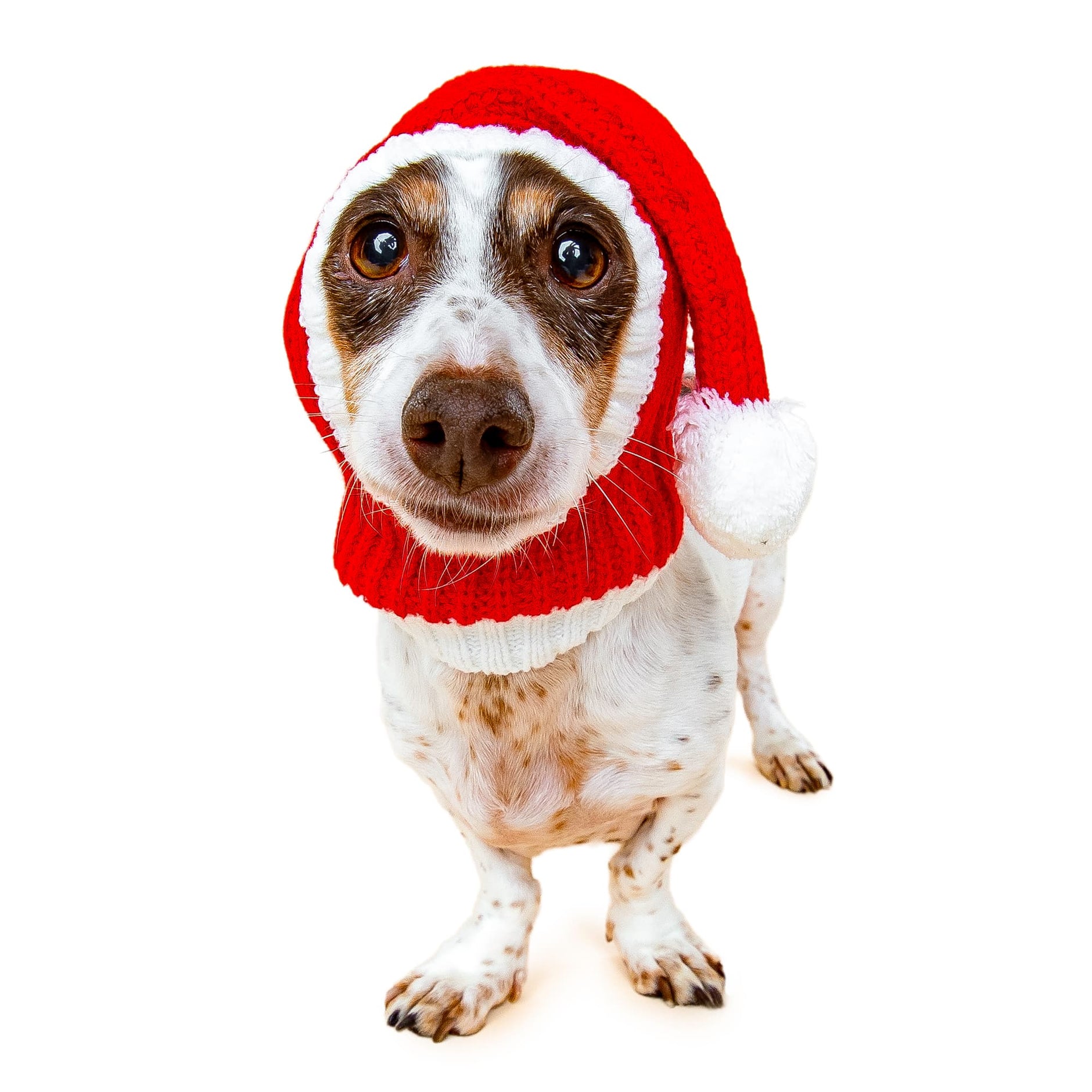 Adorable Holiday Dog Snoods | Hand-Crocheted Costumes – Zoo Snoods