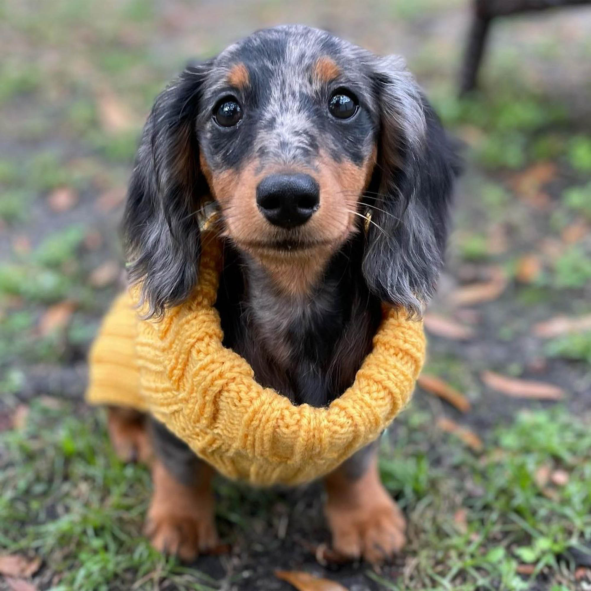 Yellow Dog Sweater | Zoo Snoods