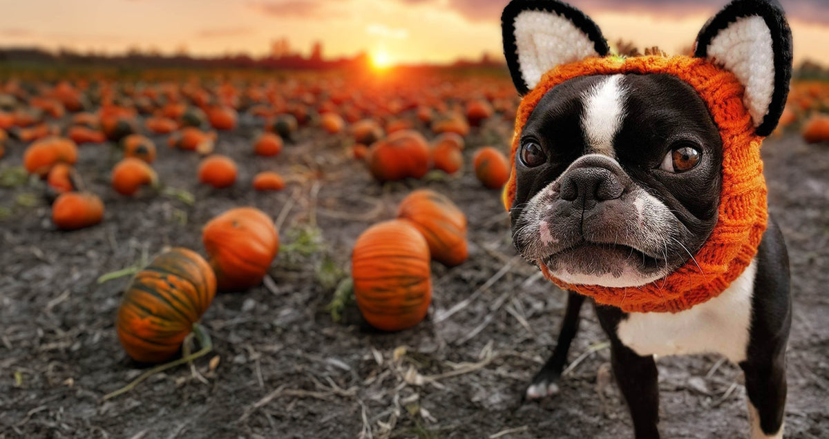 Dog in a pumpkin Zoo Snood in a pumpkin patch at sunset