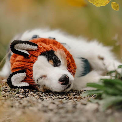 Relaxed puppy sleeping in a snood