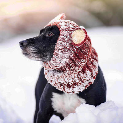 Dog in the snow wearing a warm snood